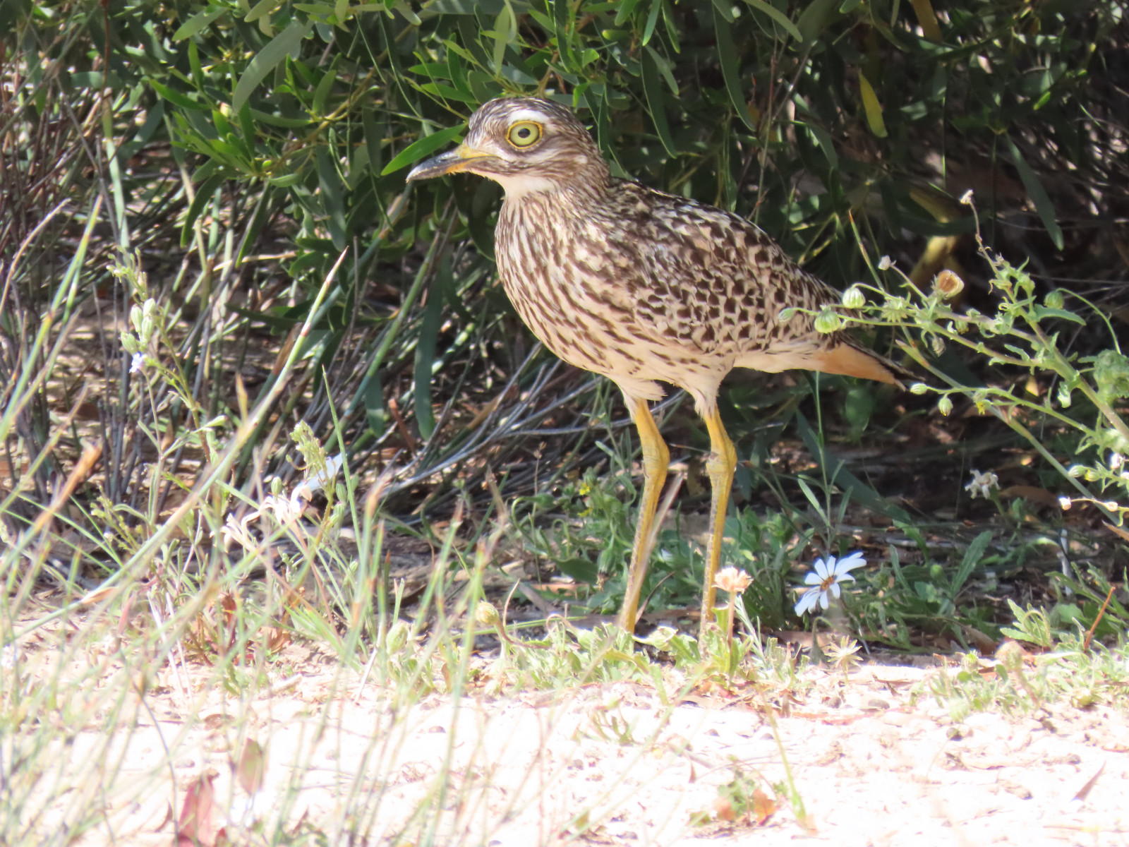 image Spotted Thick-knee